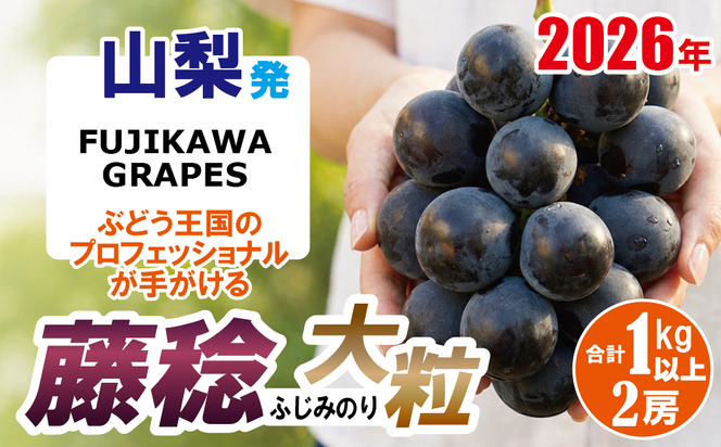 《圧倒的な大粒品種！》上級品をお得に 【藤稔（ふじみのり）】　1.0kg以上（2房）　【2026年発送分 先行予約】- FUJIKAWA GRAPES -