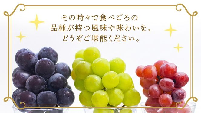 ＼選べる 内容量／ 旬なぶどう 品種おまかせ 約1.3kg(約2房) / 約2kg(約4房) / 約5kg(約8～12房) 単品【2026年8月より発送開始】（茨城県共通返礼品 [ぶどう]：結城市産） ぶどう 旬 おまかせ 詰め合わせ フルーツ 果物 巨峰 ピオーネ シャインマスカット ナガノパープル 我が道 ゴルビー