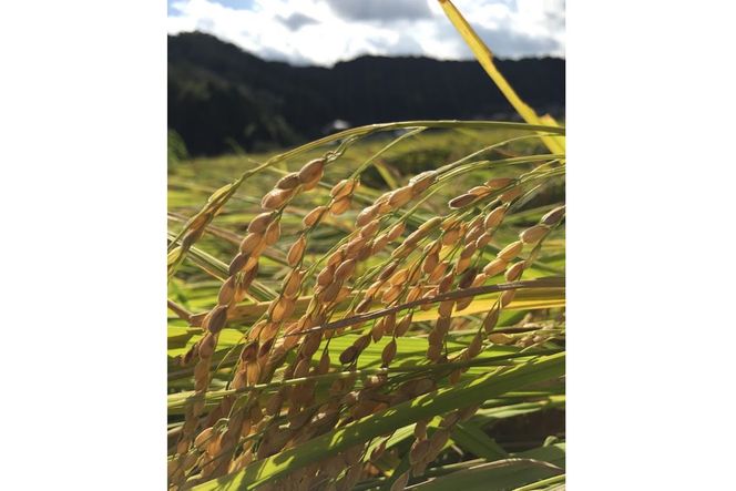 令和7年産　丹後こしひかり　白米5kg【特別栽培米】新米  米 ブランド米 精米 特別栽培 白米 特別栽培米 令和7年産 ふるさと納税 こしひかり　KU00088