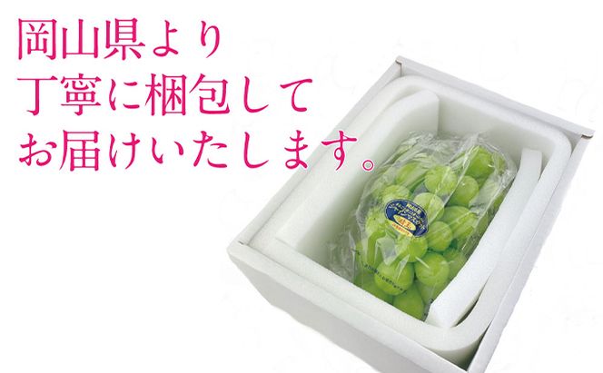 ぶどう 2026年 先行予約 9月・10月発送 シャイン マスカット 晴王 1房 約650g ブドウ 葡萄  岡山県産 国産 フルーツ 果物 ギフト デザート 食後 酸味が少ない 産地直送 