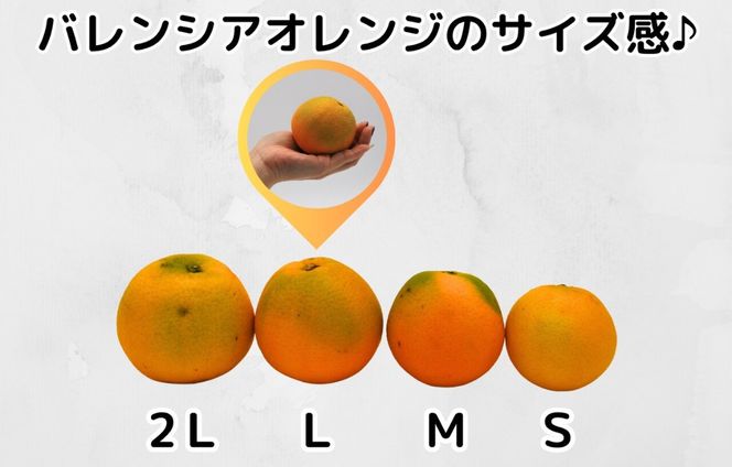 訳あり バレンシアオレンジ  国産 箱込 2.5kg (内容量 2.3kg ) サイズミックス 和歌山県産 産地直送 みかんの会  AX410
