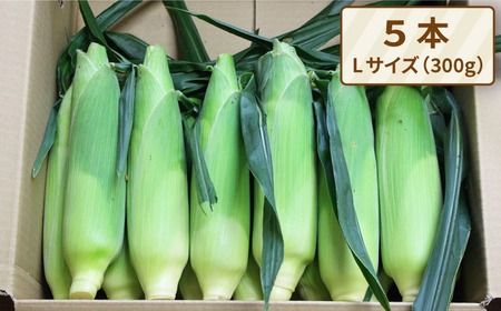 【全2回定期便】【2024年6月中旬以降順次発送】果物みたいに『極甘』早朝収穫 とうもろこし Lサイズ(300g)×5本 糸島市 / 有限会社ウラタ農園 [ALI005] とうもろこし トウモロコシ 贈答 甘い お中元 野菜 夏野菜