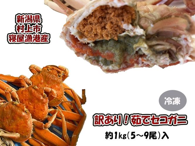 【数量・期間限定】【訳あり】新潟県村上市寝屋漁港産　セコガニ 約1kg（5～9尾入）C4088