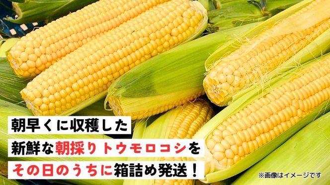 【 先行予約 2026年7月上旬以降発送 】【農家直送】 朝採り トウモロコシ （ ゴールドラッシュ ）1箱 約 6㎏ とうもろこし スイートコーン 産地直送 期間限定 甘い [SF018ya]