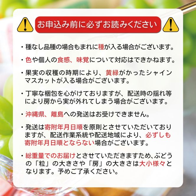 季節のぶどう3種セット(各1房) (シャインマスカット1房は必ず入ります)《信州グルメ市場》■2025年発送■※9月上旬頃～9月下旬頃まで順次発送予定