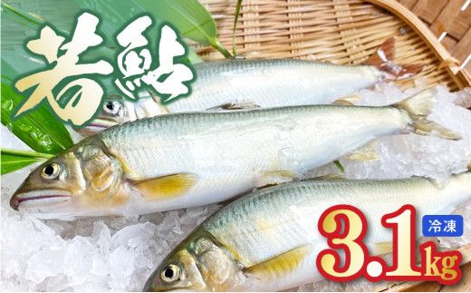 若鮎3.1㎏【冷凍】 N070-YC230_2