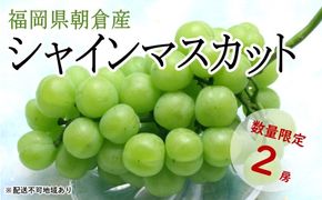 シャインマスカット 2房 化粧箱（約1～1.2kg）★(有)ティース【配送不可：沖縄・離島】 果物類 ぶどう ブドウ フルーツ 