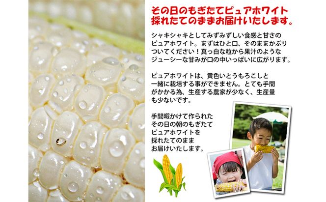 【2026年夏発送】とうもろこし ピュアホワイト 10本 L～2Lサイズ 富良野産 生で食べられる