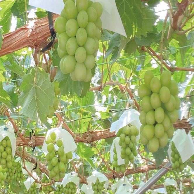 【定期便 全2回】ぶどう 2026年 先行予約 9月・10月発送 シャインマスカット 晴王 1房 約600g ブドウ 葡萄 岡山県産 国産 フルーツ 果物 ギフト