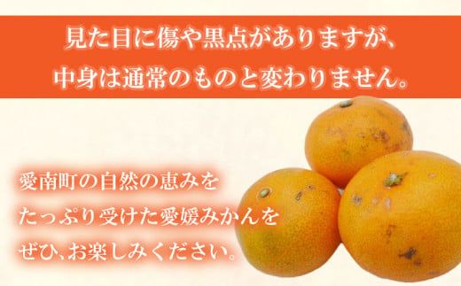 先行予約 訳あり 愛媛みかん 5kg 10000円 愛媛 みかん 温州みかん こたつ みかん mikan 蜜柑 ミカン 家庭用 産地直送 国産 農家直送 糖度 期間限定 数量限定 特産品 ゼリー ジュース アイス 人気 限定 甘い フルーツ 果物 柑橘 先行 事前 予約 受付 ビタミン 美味しい おいしい サイズ ミックス 吉田農園 愛南町 愛媛県