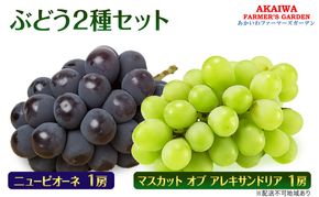 ぶどう 2026年 先行予約 マスカット オブ アレキサンドリア ニューピオーネ 各1房 合計 約1.1kg 葡萄 岡山県 赤磐市産 フルーツ 果物
