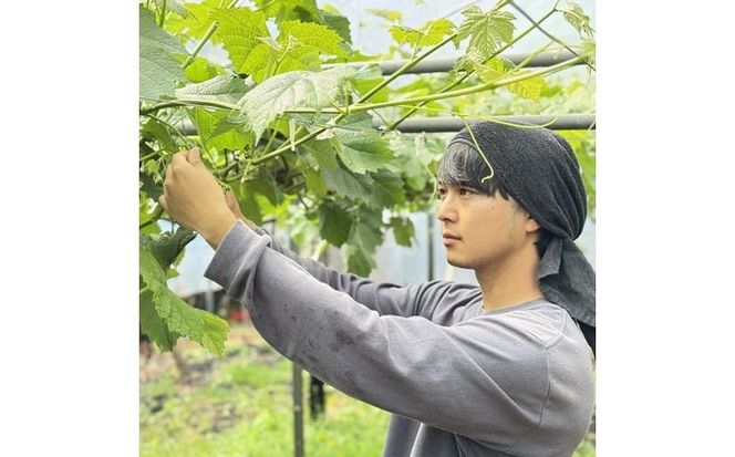 ぶどう 2026年 先行予約 農家こだわりの シャイン マスカット ＆ オーロラブラック 2房 合計約1.0kg 贈答クラス 葡萄 岡山県産 国産 フルーツ 果物 ギフト 【 Nini farm 農家 直送 】 [№5735-3486]