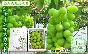 【2026年先行予約】 ぶどう 岡山県産 たたらみねらる シャインマスカット 1房(約650g) 《2026年8月下旬-10月下旬頃出荷》 葡萄 ブドウ フルーツ 果物 スイーツ 数量限定 期間限定 岡山 里庄町 
