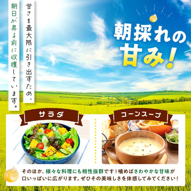 【先行予約 6月下旬から出荷】 スイートコーン 約5kg 10～14本 冷蔵 国産 とうもろこし 先行予約 数量限定 コーン 野菜 新鮮 焼き 蒸し 産地 直送 甘い 甘口 子ども 子供 小分け 種子 肥料 さわやか すっきり 糖度 黄色 人気 おすすめ 愛知県 南知多町