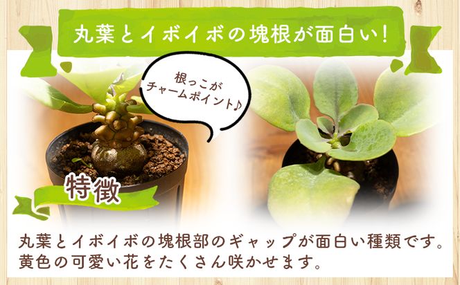 塊根植物 ヘレー オトンナ - 植物 オトンナ属 塊根 インテリア ナチュラル 自然 グリーン 観葉植物 おしゃれ 癒し かわいい 多肉植物 塊根植物 サキュレントフィールド Succulent field 高知県 香南市 常温 cc-0007