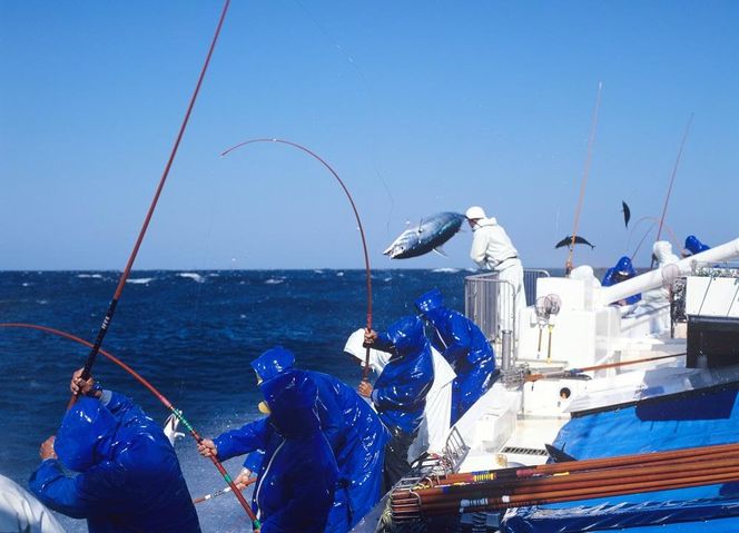 プレミア和歌山認証品 黄金藁焼きカツオタタキ （藻塩セット）　1kg［KS1］ 304018_CG1005