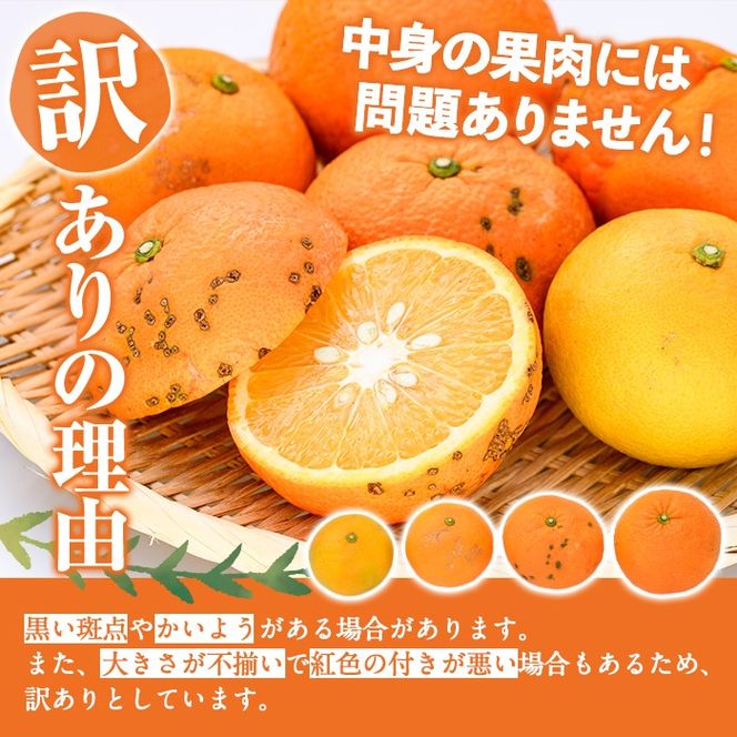 訳あり 紅さわ香(約20kg) 国産 鹿児島県 阿久根市 果実 果物 フルーツ 柑橘 みかん ミカン 紅甘夏 期間限定 数量限定 【桐野柑橘株式会社】akn070-19