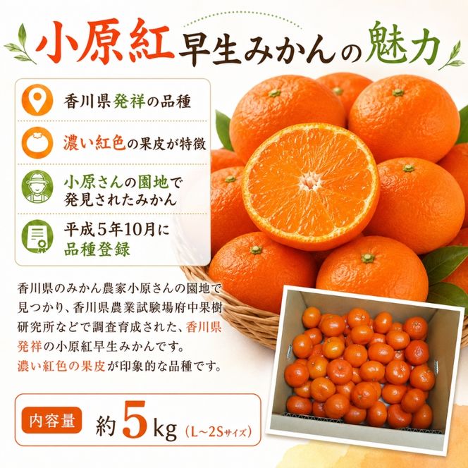 小原紅早生みかん　約5kg 果物類 柑橘類 フルーツ 