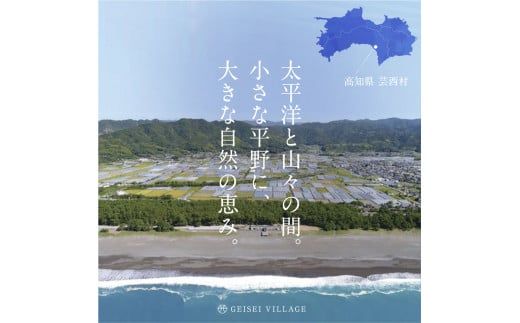 【CF-R7hbk】【先行予約】朝どれ！野菜の詰合せ／芸西村で採れた新鮮な野菜6～8種類をお届けします。