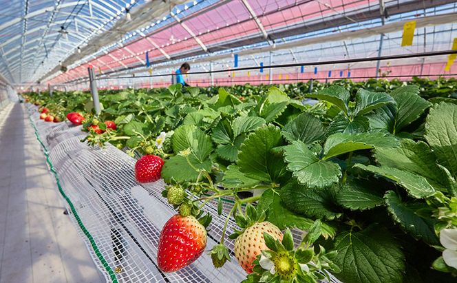 いちご狩り40分食べ放題 中学生以上1名 いちご狩り 食べ放題 40分 いちご イチゴ 苺 観光 レジャー 兵庫県 加西市