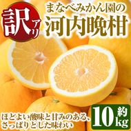 ＜先行予約受付中！2027年3月中旬以降順次発送予定＞訳あり！まなべみかん園の河内晩柑(約10kg) 国産 鹿児島県産 阿久根市産 柑橘類 かんきつ 晩柑 果物 フルーツ 期間限定 数量限定 デザート 訳アリ かわちばんかん 【有限会社まなべみかん園】akn034-09