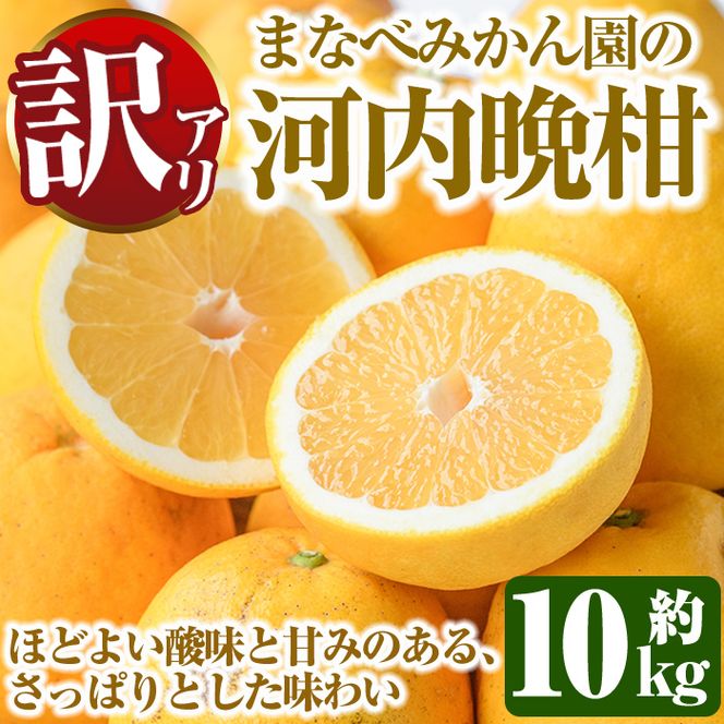 ＜先行予約受付中！2027年3月中旬以降順次発送予定＞訳あり！まなべみかん園の河内晩柑(約10kg) 国産 鹿児島県産 阿久根市産 柑橘類 かんきつ 晩柑 果物 フルーツ 期間限定 数量限定 デザート 訳アリ かわちばんかん 【有限会社まなべみかん園】akn034-09