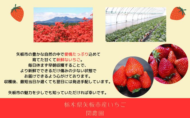 とちおとめ 1120g [2024年12月初旬より順次発送予定] 朝獲れ新鮮 秘密にしたい美味しさ｜いちご イチゴ 苺 フルーツ 果物 産地直送 先行予約 栃木県産 [0587]