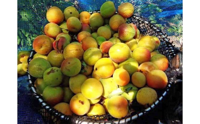 栽培期間農薬不使用 の梅干し（400g）すっぱい 甘くない 梅干し 壷型容器入り うめぼし 