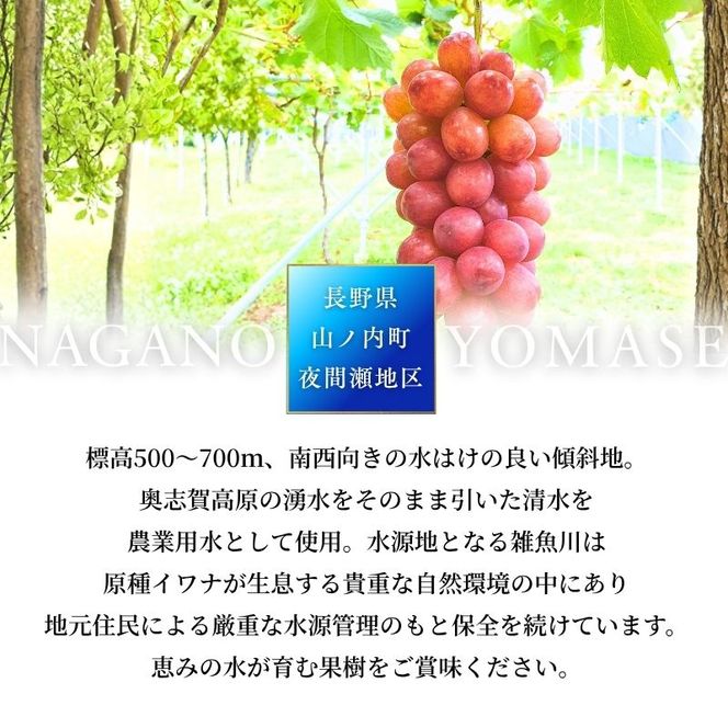 ぶどう 訳あり 家庭用 クイーンルージュ 約2kg (4～6房) フルーツ 秋 2026年 10月発送