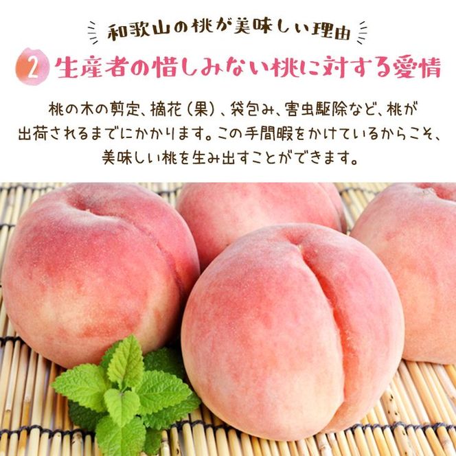 【先行予約】【夏の美味】フルーツ王国 和歌山の桃 約2kg 化粧箱入り | もも モモ 桃 国産 フルーツ 果物 果実 お取り寄せ ギフト デザート スイーツ 贈り物（fr-06）
