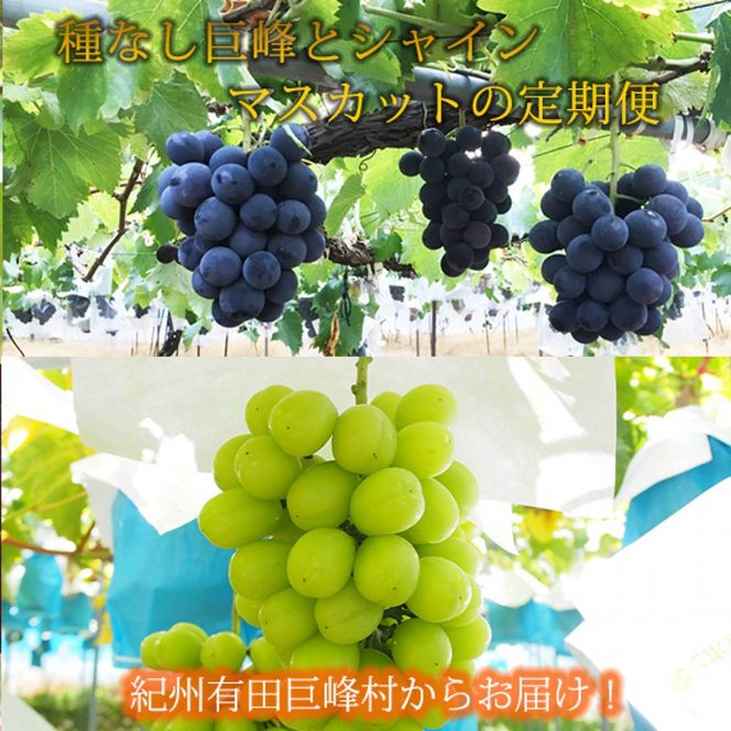 ya̎RLc쒬z 8E9 IBLcY{̂ԂǂZbgiȂ×2kgEVC}XJbg×2kgj  AN065