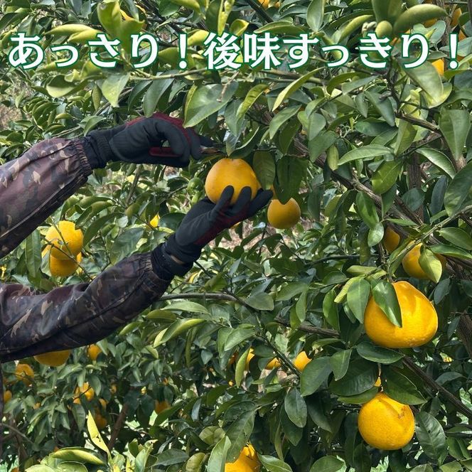 【先行予約】河内晩柑 ばんかん 約 10kg 家庭 柑橘 かんきつ フルーツ 果物 くだもの すぐ届く 早い 甘い さっぱり  厳選 愛媛 みかん 蜜柑 愛南 ご当地 ブランド 野菜 サラダ ピール ゼリー お菓子 デザート マルエム直販 愛媛県 愛南町