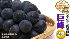 巨峰 ２房【2026年8月より発送開始】 （茨城県共通返礼品 [ぶどう]：結城市産） 田舎の頑固おやじが厳選！ [BI202-NT]