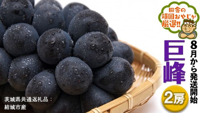 巨峰 ２房【2026年8月より発送開始】 （茨城県共通返礼品 [ぶどう]：結城市産） 田舎の頑固おやじが厳選！ [BI202-NT]