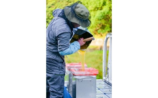 辻養蜂場 百花蜜 レンゲ蜂蜜 500g×各1本 計1kg はちみつ