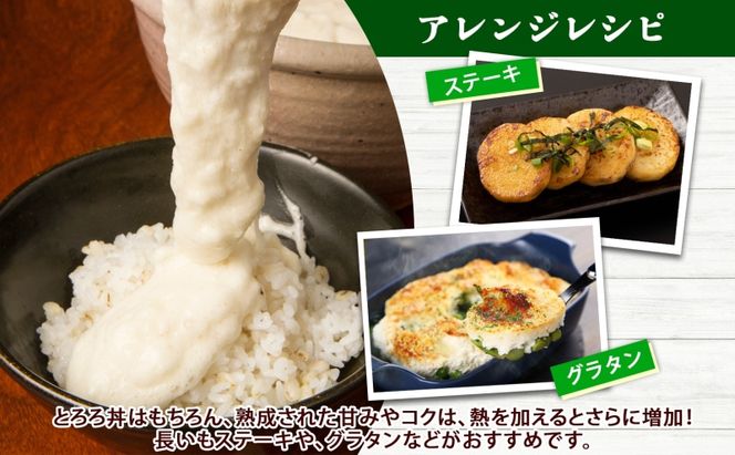 北海道産 長いも 春夏出荷 約10kg 2026年5月上旬～6月下旬頃お届け 長芋 ながいも とろろ 農作物 野菜 新鮮 根菜  山かけ 産地直送 お取り寄せ 送料無料 冷蔵 北海道 洞爺湖町