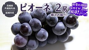 ピオーネ 2房 【2026年8月より発送開始】（茨城県共通返礼品 [ぶどう]：結城市産）田舎の頑固おやじが厳選！ ぶどう ブドウ 葡萄 大粒 ギフト 甘い 美味しい フルーツ [BI267-NT]