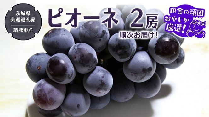 ピオーネ 2房 【2026年8月より発送開始】（茨城県共通返礼品 [ぶどう]：結城市産）田舎の頑固おやじが厳選！ ぶどう ブドウ 葡萄 大粒 ギフト 甘い 美味しい フルーツ [BI267-NT]