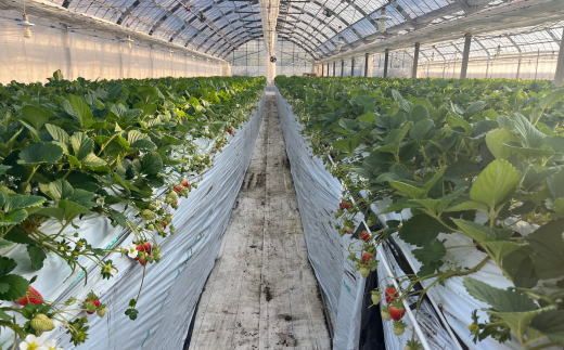 和歌山県産ブランドいちご「まりひめ」約300g×2パック入り ★2027年1月中旬～2027年2月下旬頃より順次発送予定【tec964A】 