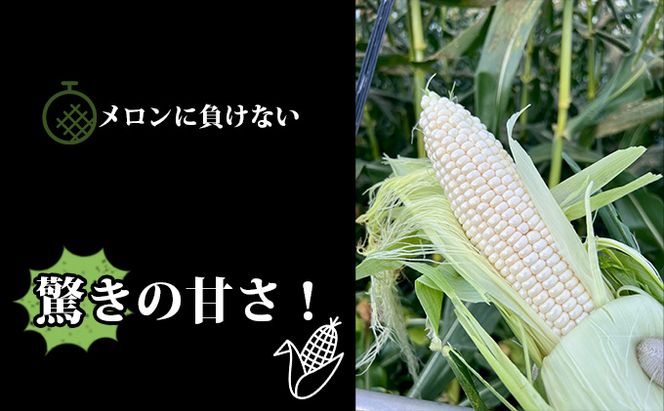 【2026年7月中旬発送】北海道 富良野産 ホワイトショコラ ハウス栽培 2Lサイズ 10本 白い とうもろこし (山本農園)