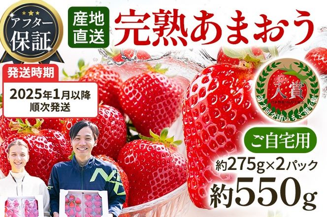 アフター保証 あまおう 約550g（約275g×2パック）（先行受付／2025年1月以降順次発送予定）いちご 大粒 不揃い 苺 イチゴ 福岡高級 フルーツ 土産 福岡県