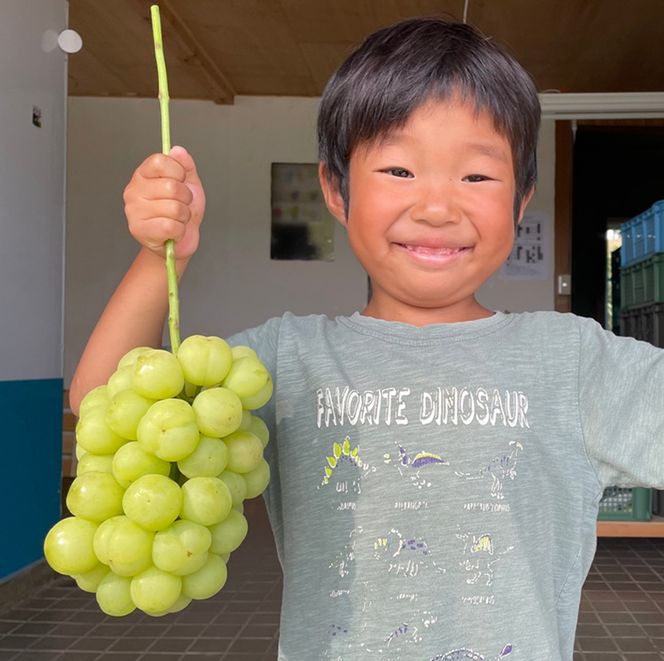 2026年 早期受付 ぶどう 瀬戸ジャイアンツ 3～5房 約2kg 岡山県高梁市産 うめづぶどう園 化粧箱入り 葡萄 ブドウ 訳あり