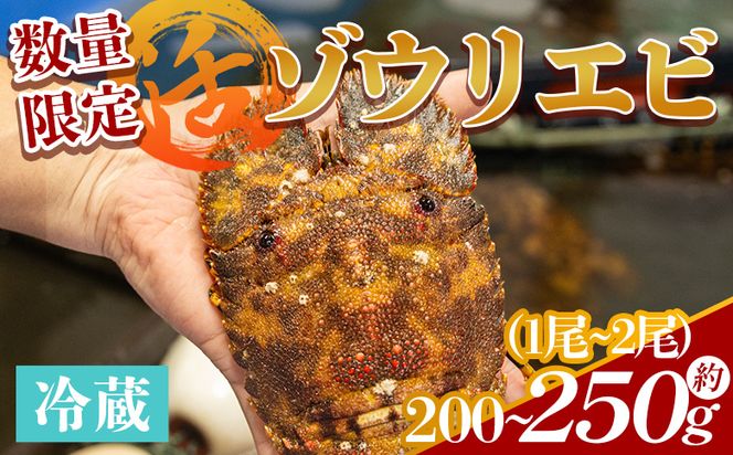 【数量限定】活 ゾウリエビ 約200～250g(1尾～2尾) - 海老 国産 エビ えび 海鮮 魚介 産地直送 プリプリ 味噌汁 刺身 えび蔵 10000円以上 1万円以上 eb-0032