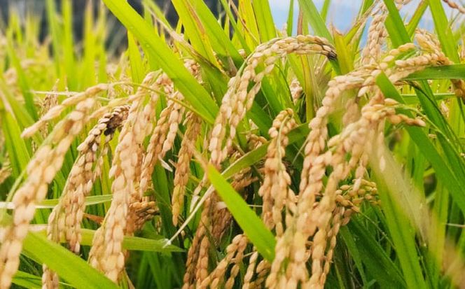 福岡県 糸島市産 白米　ヒノヒカリ　5kg 糸島市 / 谷川農園 コメ 米 ひのひかり[AVQ006]