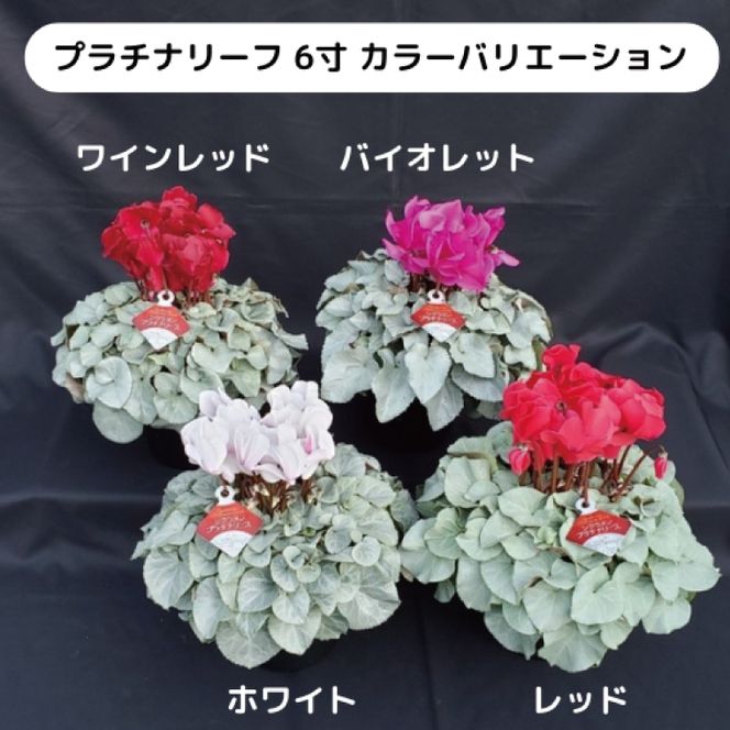 【先行予約】【長谷川園芸】オリジナル品種 シクラメン プラチナリーフ 6寸 レッド ※12月出荷【冬のギフト  フラワーギフト クリスマス 鉢花】(AT105)