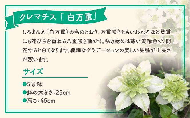 ＼先行受付 令和8年5月10日の母の日お届け：5月6日(水) 決済完了分まで！／ クレマチス 「 白万重 」 5号鉢 ラッピング付き 母の日直前にお届け 2026年 お母さんへの心を込めた贈り物 長持ち 鉢植え フラワーセット プレゼント 送料無料 故郷納税 福島県 田村市 フローラハシモト