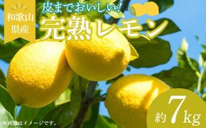 EA6012n_和歌山県産 完熟 レモン 7kg 皮まで使用可能（栽培期間中農薬不使用）