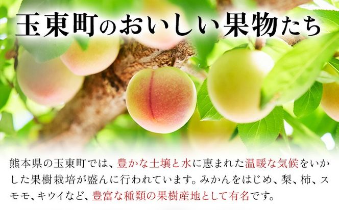 ハニーローザシャーベット 選べる内容量 6個 8個 12個 ぷらっとぎょくとう《60日以内に出荷予定(土日祝除く)》 熊本県 玉名郡 玉東町 スモモ すもも 果物 デザート スイーツ フルーツ 旬 シャーベット アイス セット 冷菓 冷凍 果肉入り ご当地シャーベット おやつ---gkt_prt_15_6k_a---