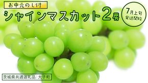 【 お中元 熨斗付き】 シャインマスカット ２房 【2026年7月上旬発送開始】(茨城県共通返礼品：大子町) ぶどう 葡萄 ブドウ マスカット フルーツ 果物 贈答用 ギフト 贈り物