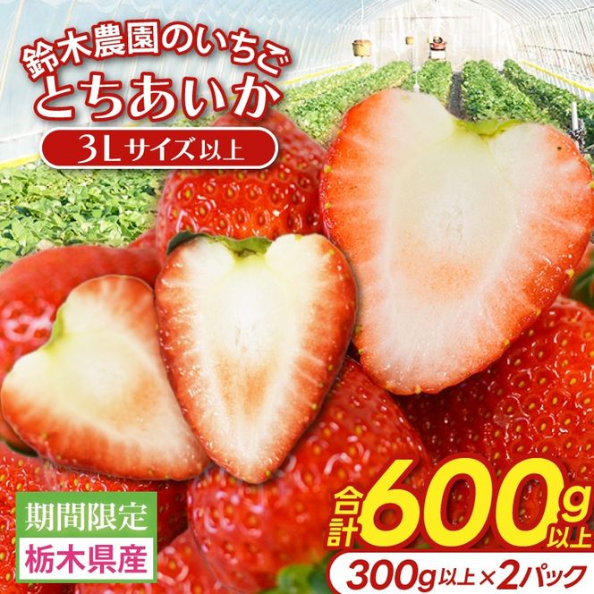 【3Lサイズ以上】いちご とちあいか 600g以上 (300g以上×2パック)｜栃木県 益子町 ふるさと納税 鈴木農園 3L 4L 5L 贈答用 食べ応え抜群 大きい 大きいサイズ いちご イチゴ 苺 果物 フルーツ とちあいか 人気 600g以上 1パックあたり5粒～12粒入り 合計10～24粒入り（DJ002）